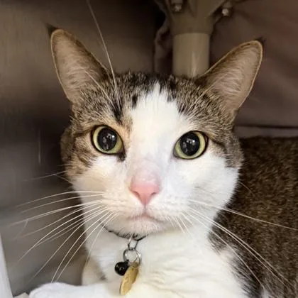 An adult medium-sized male Buff / Tan / Fawn Domestic Short Hair cat named Speckle for adoption in Lansing, MI
