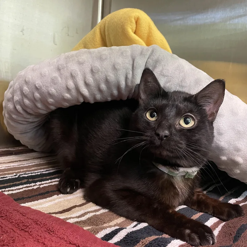 A baby small-sized female Domestic Short Hair cat named Abby for adoption in Greenbelt, MD