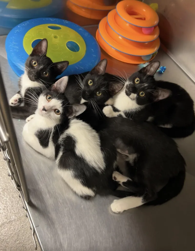A baby medium-sized female Black Domestic Short Hair cat named Tuna salad for adoption in Montville, NJ