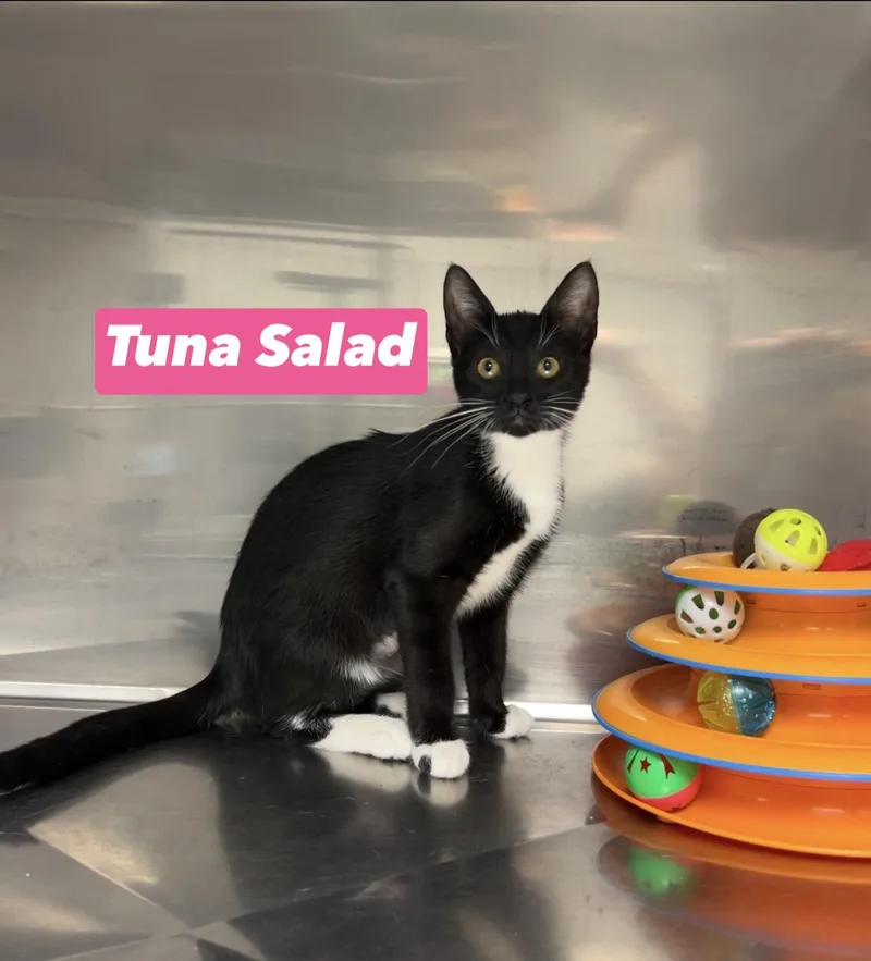 Tuna salad thumbnail 2