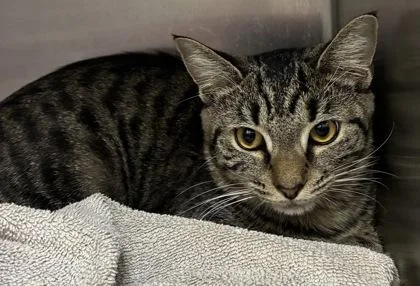 A young small-sized male Domestic Short Hair cat named Tiger for adoption in New Albany, IN