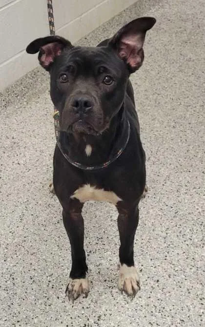 An adult medium-sized female Black Pit Bull Terrier dog named Lyric for adoption in Kansas City, MO