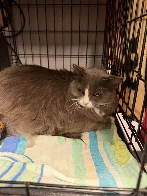 An adult medium-sized female Domestic Long Hair cat named Scarlit for adoption in Casper, WY
