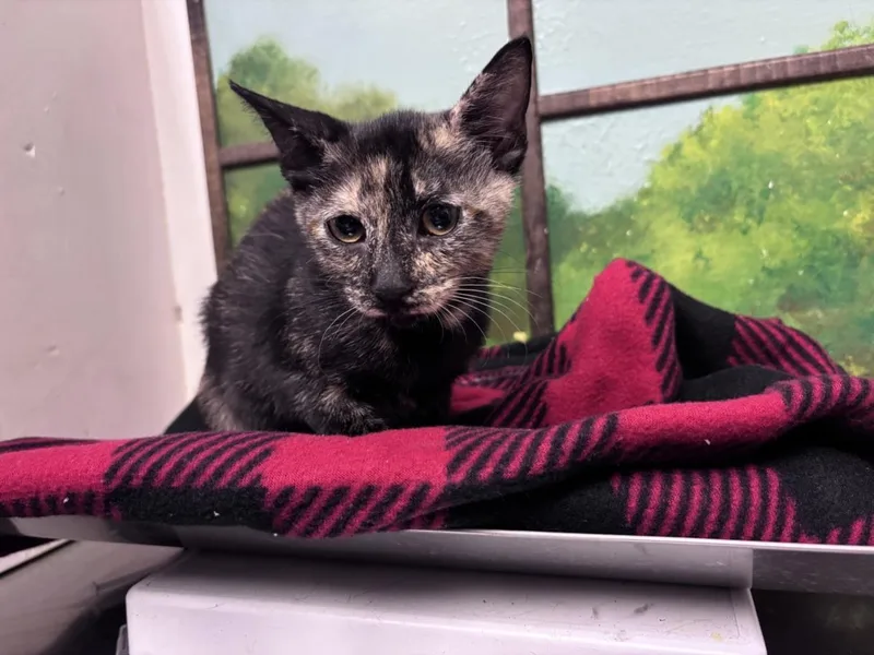 A baby small-sized female Domestic Short Hair cat named Lindy for adoption in Houston, TX
