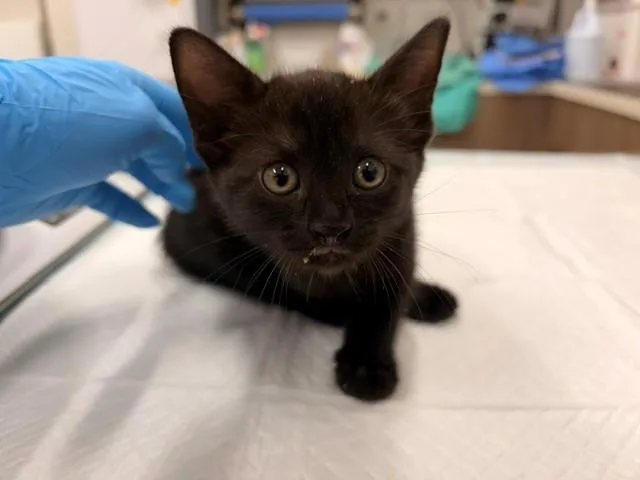 A baby small-sized female Domestic Short Hair cat named Nigiri for adoption in Baytown, TX