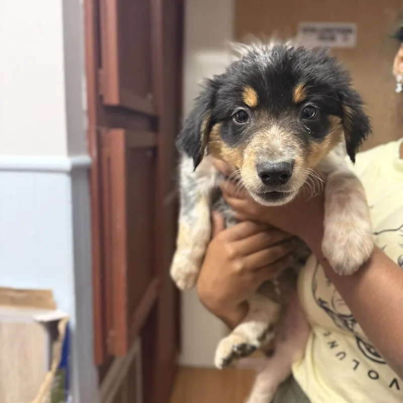 A baby medium-sized male Black Border Collie dog named Elliot Green for adoption in Madison, WI