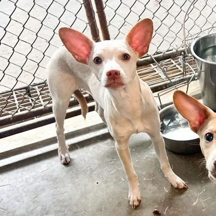 A baby small-sized female Chihuahua dog named Emilia for adoption in Morton Grove, IL