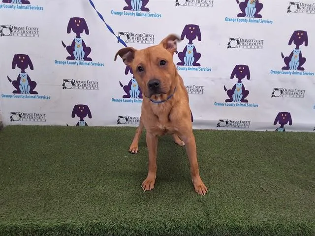 A young medium-sized male Pit Bull Terrier dog named Wayne for adoption in Orlando, FL