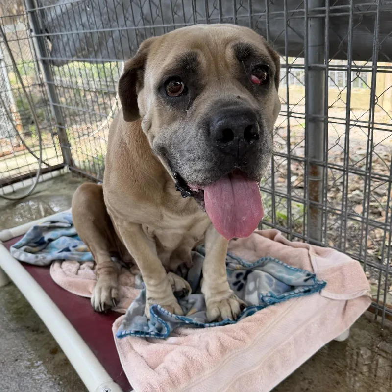 An adult small-sized female Mixed Breed dog named Savannah for adoption in Fulton, TX