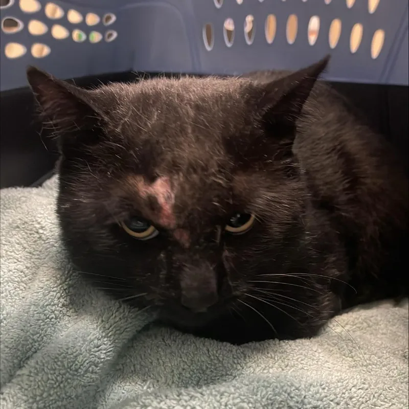 An adult large-sized male Domestic Short Hair cat named Mike for adoption in Tacoma, WA
