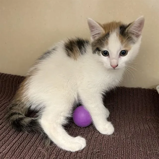 A baby small-sized female Domestic Short Hair cat named Amy for adoption in Lincolnton, NC