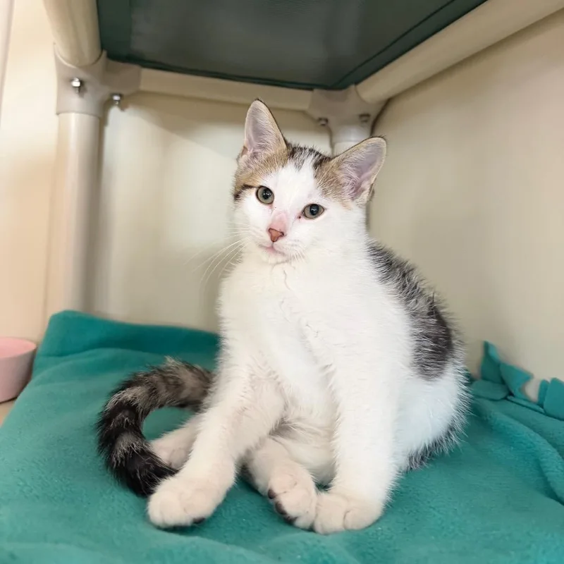 A baby small-sized male White Domestic Short Hair cat named Hamm for adoption in Spanish Fork, UT