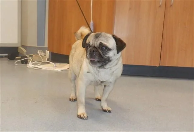 An adult small-sized female Pug dog named Sunshine for adoption in San Jose, CA