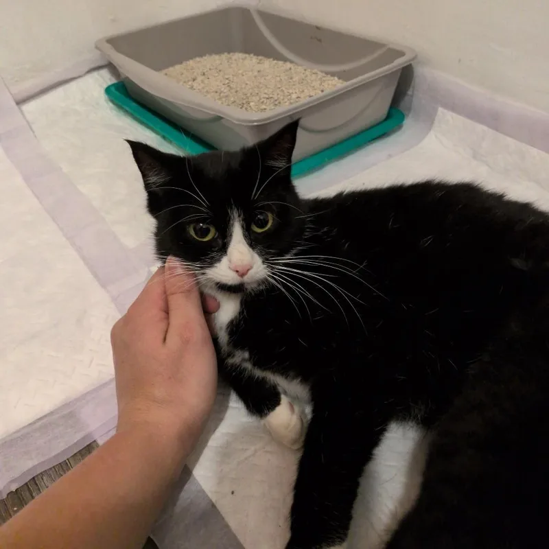A young small-sized female Black Domestic Short Hair cat named William Momma for adoption in Maple Falls, WA