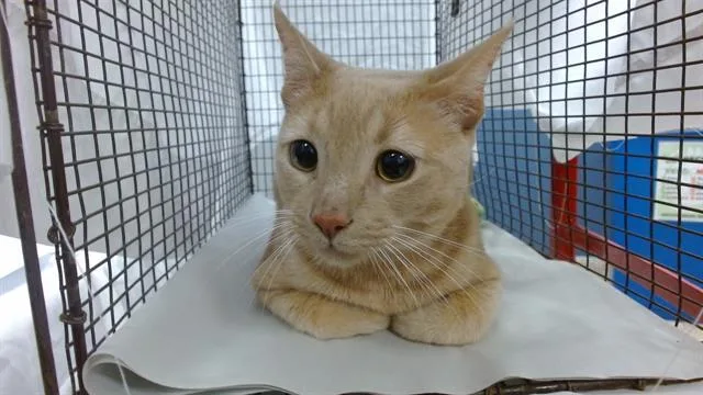 A young small-sized male Domestic Short Hair cat named Galaxy for adoption in Miami, FL