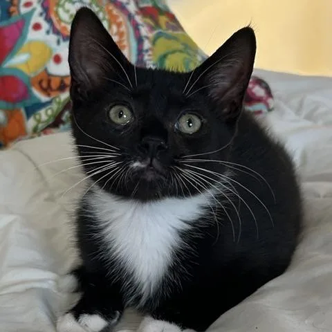 A baby small-sized male Domestic Short Hair cat named Mr. Beast for adoption in Cincinnati, OH