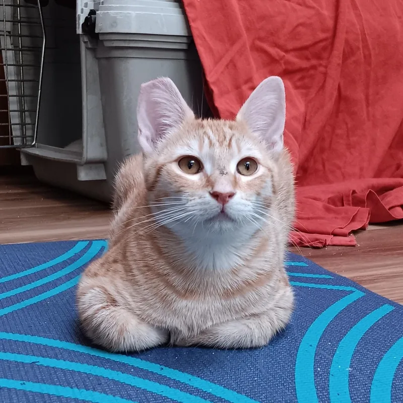 A baby medium-sized male Orange & White Domestic Short Hair cat named Cedric for adoption in Springfield, OR
