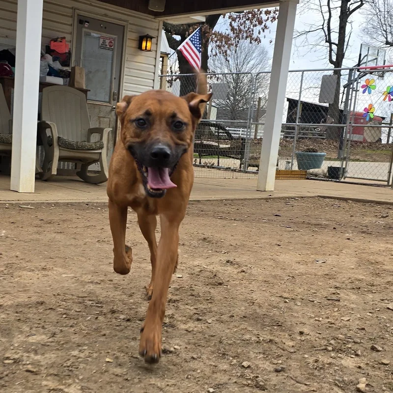 An adult medium-sized male Apricot / Beige German Shepherd Dog dog named Bruno for adoption in Athens, AL
