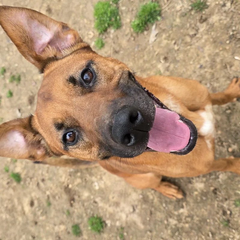 Bruno thumbnail 4