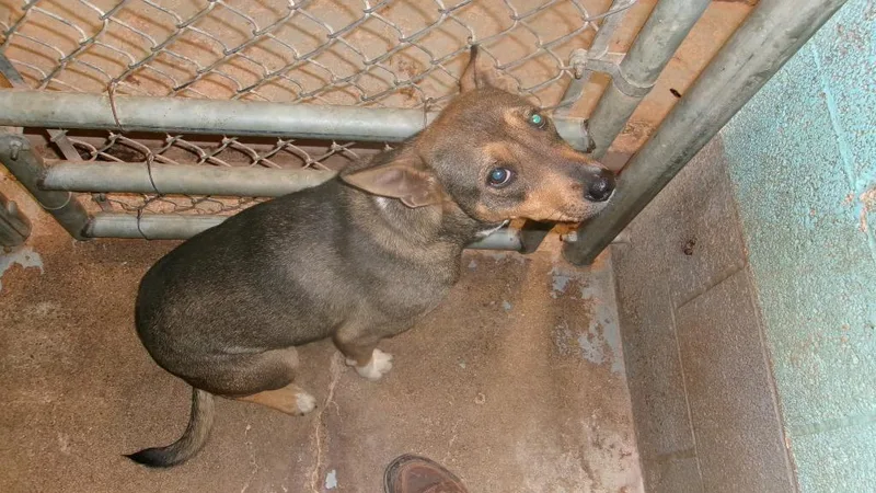 A young medium-sized female Cattle Dog dog named Willow for adoption in Winslow, AZ