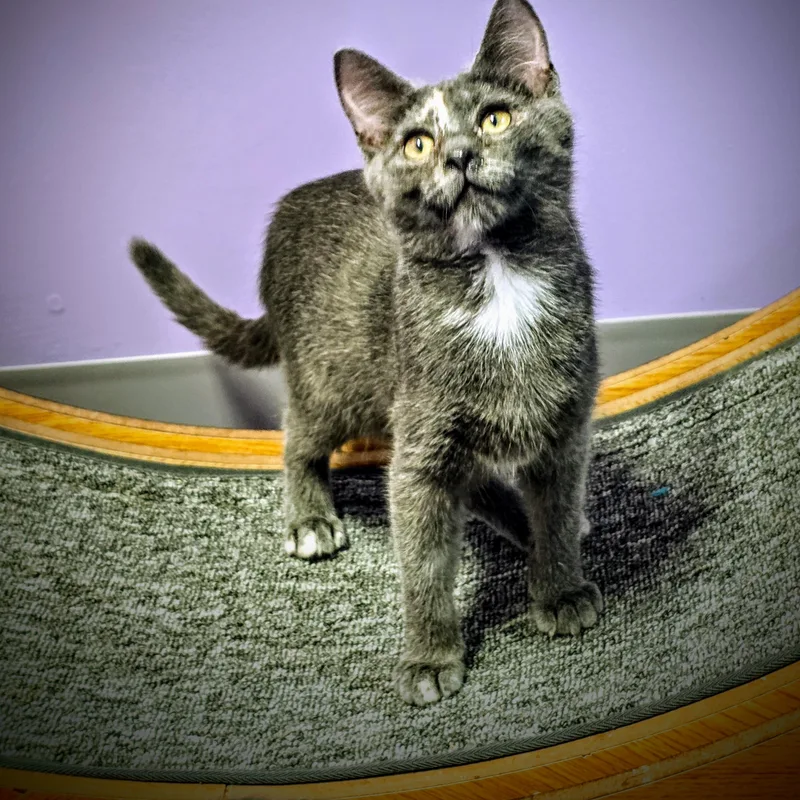 A young medium-sized female Dilute Tortoiseshell cat named Osha for adoption in Greensburg, PA