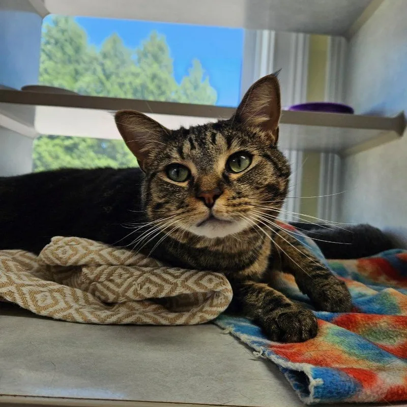 An adult large-sized male Tabby cat named Stitch for adoption in Columbia, SC