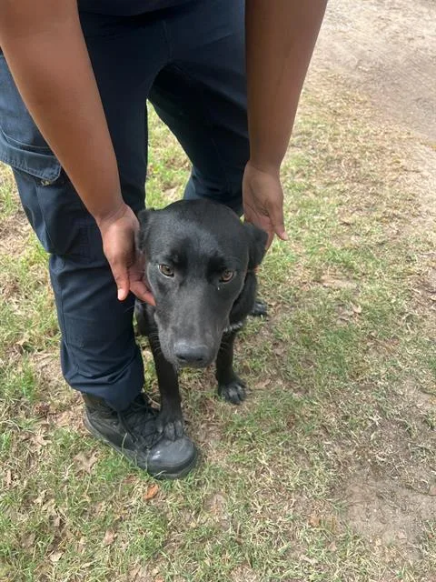 A young medium-sized male Mixed Breed dog named Reese for adoption in Dallas, TX