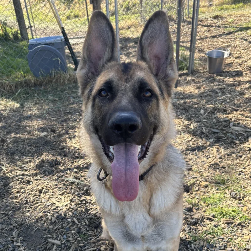 Ryker