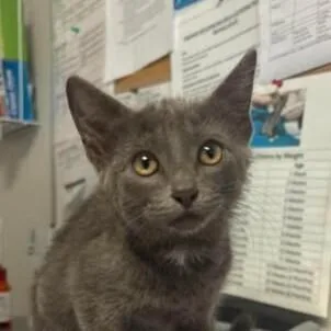 A baby medium-sized female Domestic Short Hair cat named Candy for adoption in Bolivar, MO