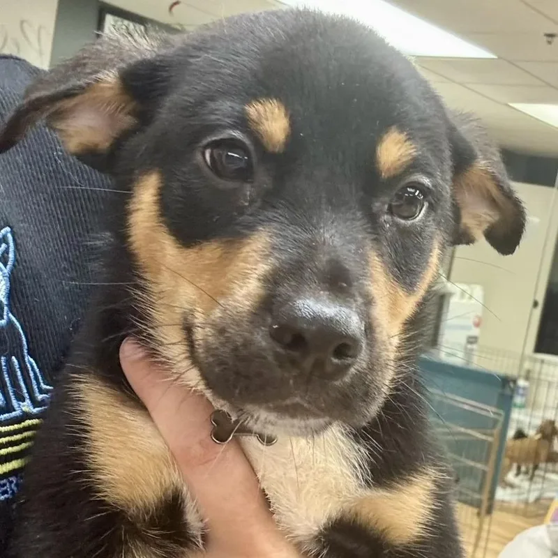 A baby small-sized male Black German Shepherd Dog dog named Damien for adoption in Austell, GA