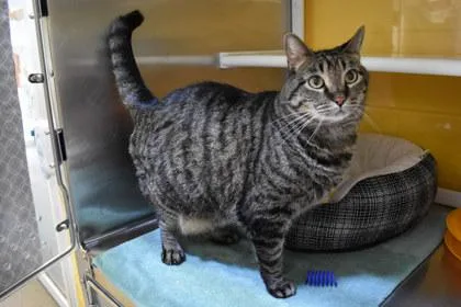 A senior medium-sized male Domestic Short Hair cat named Maxamillion for adoption in Kansas City, MO