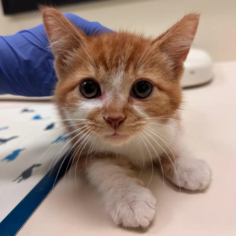 Bowie