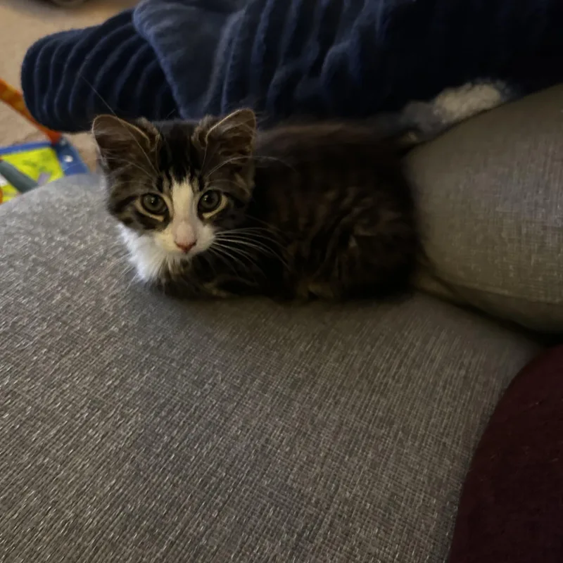 A baby small-sized male Tabby (Brown / Chocolate) Domestic Long Hair cat named Rod for adoption in Warminster, PA