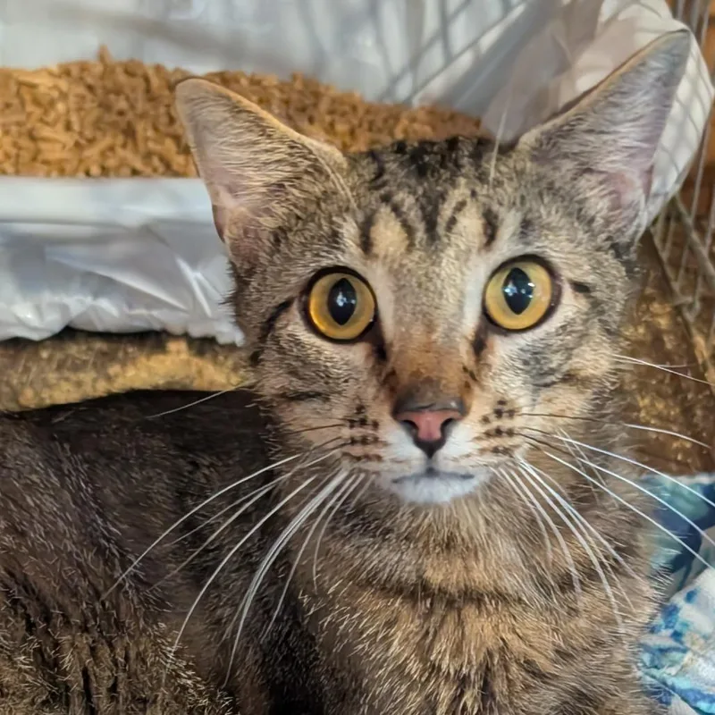 A young small-sized male Brown / Chocolate Domestic Short Hair cat named Marty for adoption in Carmel, IN