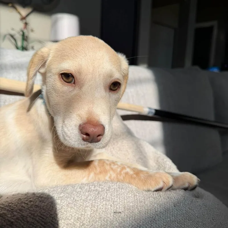A baby medium-sized male Hound dog named Pickles for adoption in Joliet, IL