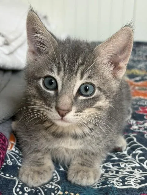 A young medium-sized male Tabby (Gray / Blue / Silver) Domestic Short Hair cat named Ichi for adoption in Arlington, WA