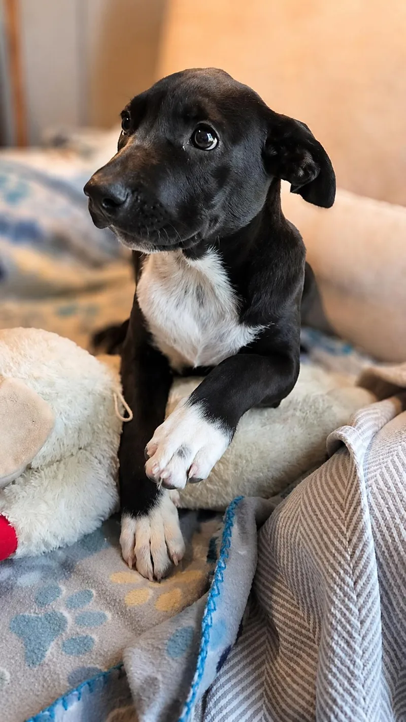 A young medium-sized female Black Labrador Retriever dog named Nova for adoption in Houston, TX
