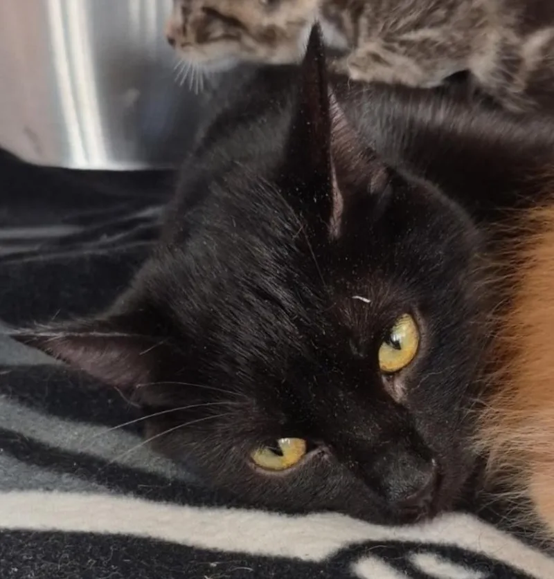 An adult small-sized female Black Domestic Short Hair cat named Kilauea for adoption in Indiana, PA