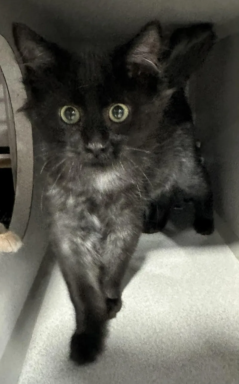 A young small-sized male Black Domestic Short Hair cat named Ross for adoption in Webster City, IA