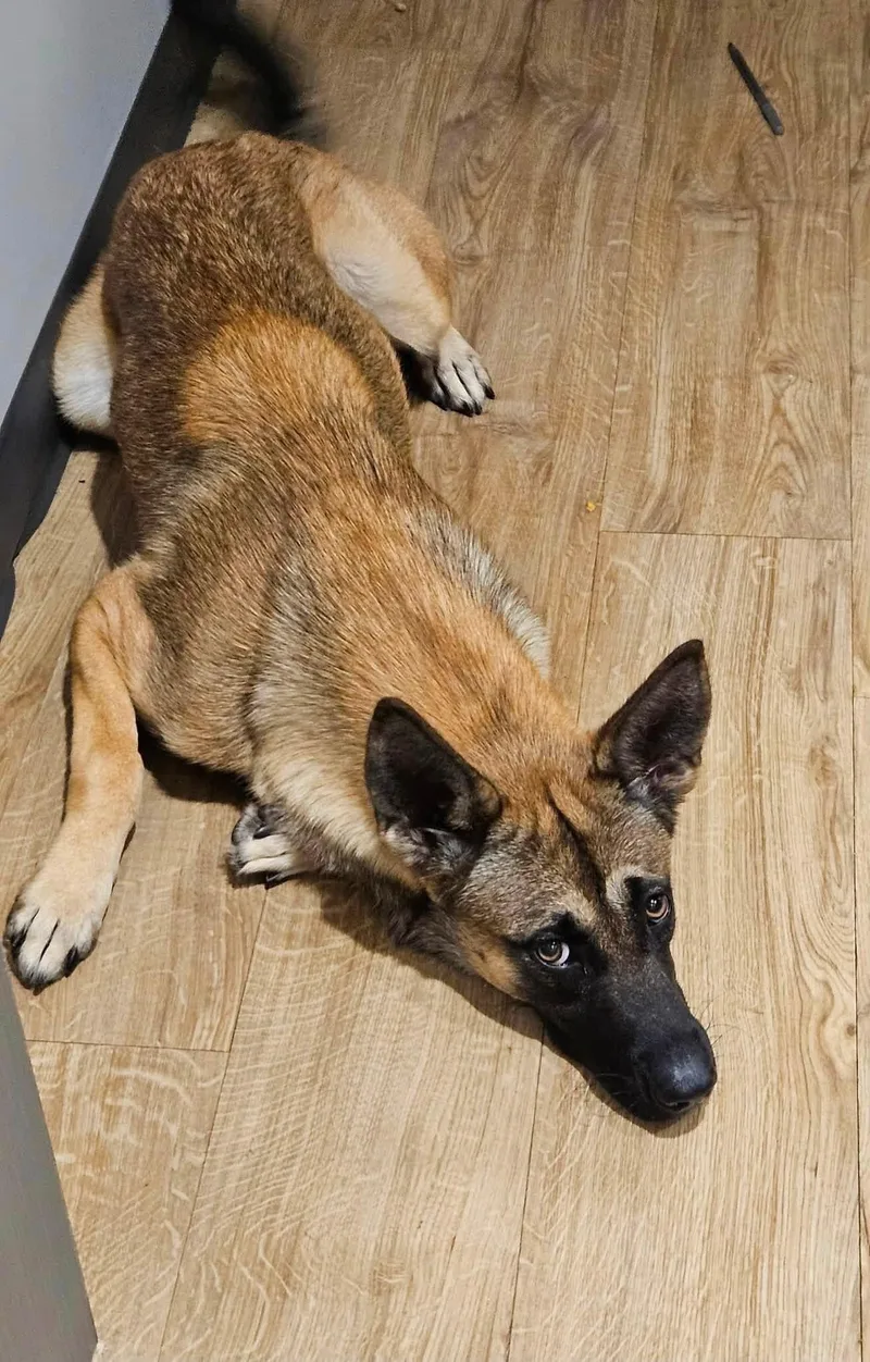 A baby large-sized female Sable German Shepherd Dog dog named Ember for adoption in Covington, TN