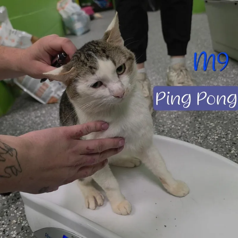 A senior medium-sized male Brown / Chocolate Domestic Short Hair cat named Ping Pong for adoption in Parkersburg, WV