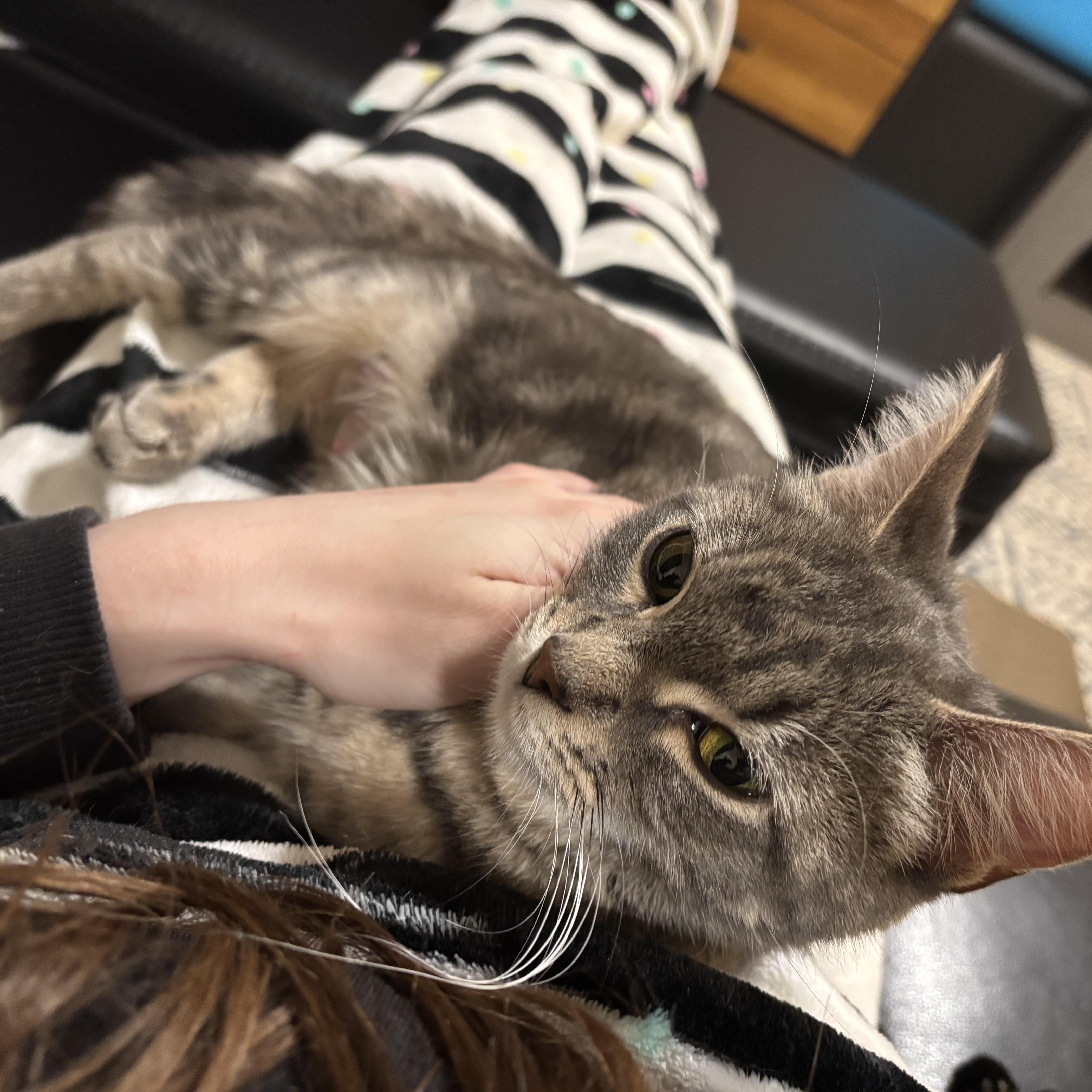 An adult medium-sized female Tabby (Gray / Blue / Silver) Domestic Short Hair cat named Polygon for adoption in Renton , WA