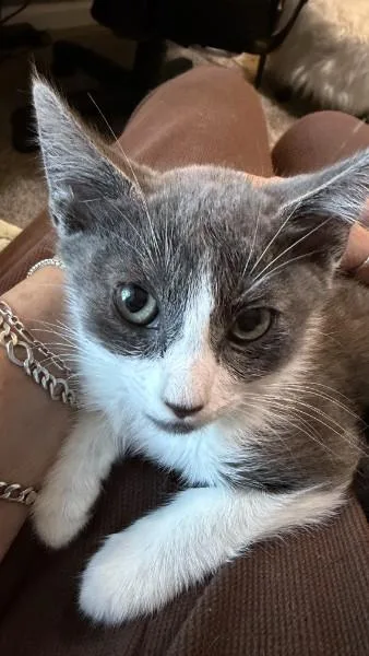 A baby small-sized female Domestic Short Hair cat named June for adoption in Burbank, CA
