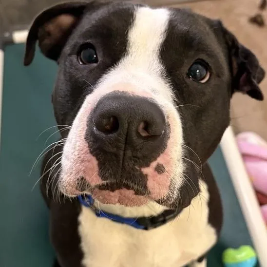 An adult large-sized female Mixed Breed dog named Good Girl for adoption in Middletown, RI