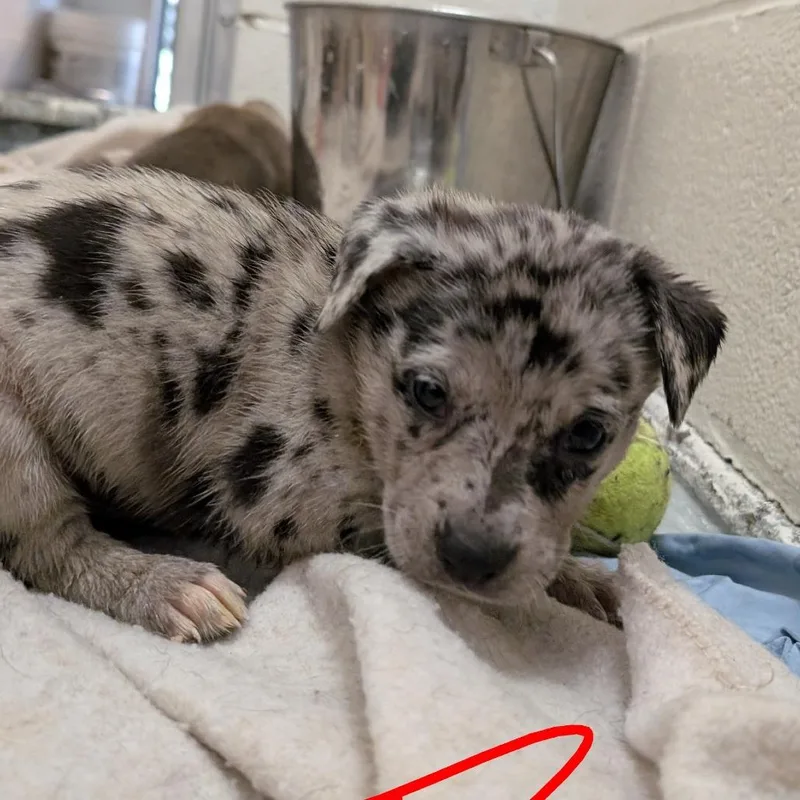 Puppy Lubbock