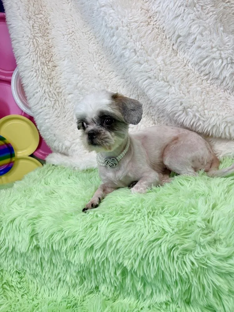 An adult small-sized female Gray / Blue / Silver Shih Tzu dog named Tiger Lily for adoption in Richmond, TX