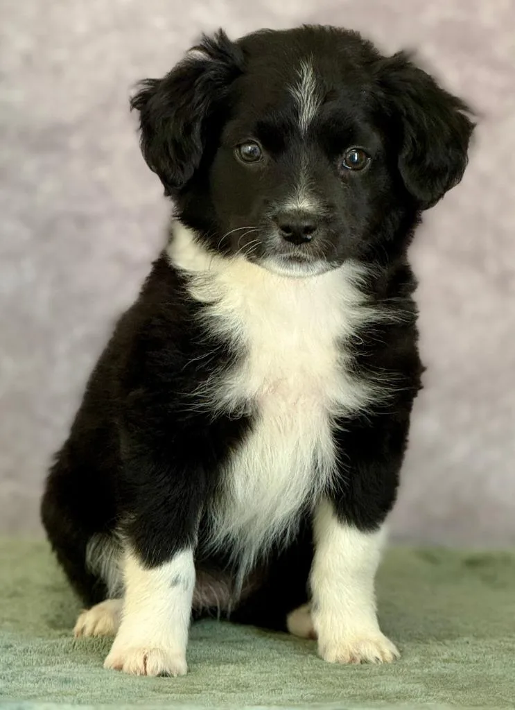 A baby large-sized female Great Pyrenees dog named Glitch for adoption in Warren, MI