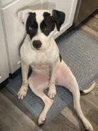 An adult medium-sized female Mixed Breed dog named Leap Year for adoption in West Chester, PA