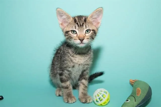 A baby small-sized male Domestic Short Hair cat named Alvin for adoption in Santa Monica, CA