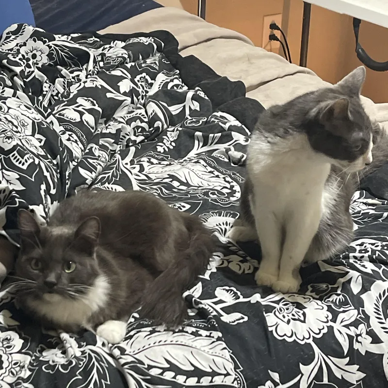 Jelly Bean & Dio